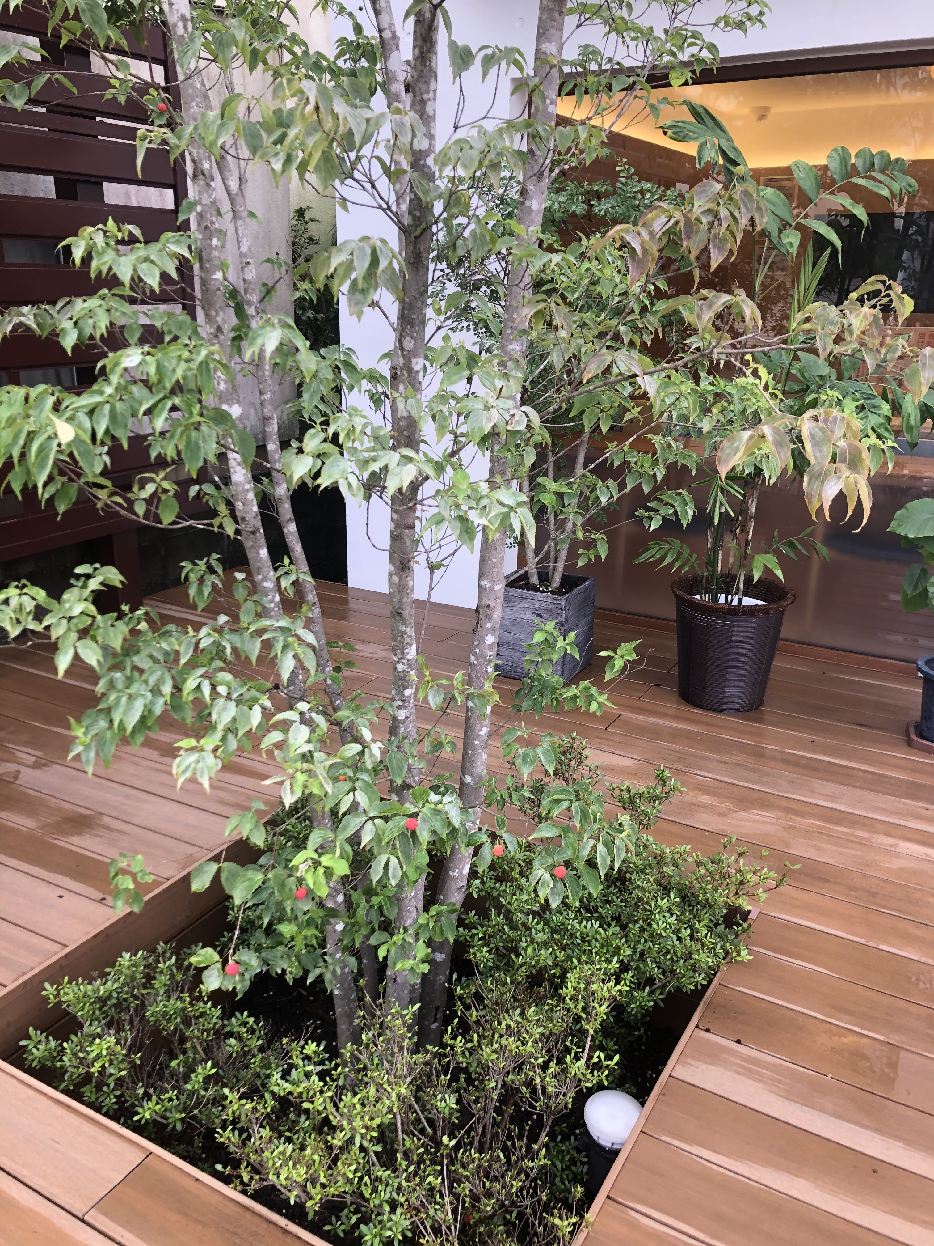 ヤマボウシの実がなりました！ | さかぐち女性のクリニック